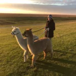 Altfelder-Alpakas-Friedrichskoog-Urlaub-Familie-Nordsee